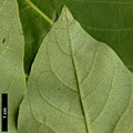 SpeciesSub: var. sachalinense